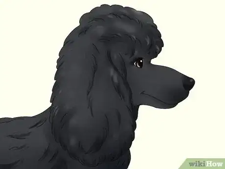 Image titled Identify a Poodle Step 3