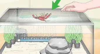 Take Care of Crayfish