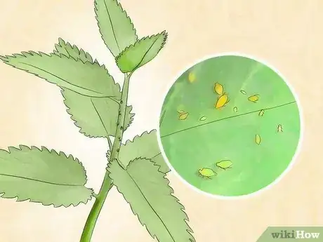 Image titled Get Rid of Aphids Step 4