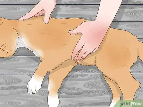 Image titled Perform CPR on a Cat Step 12