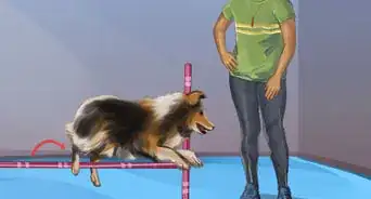 Train an Australian Shepherd