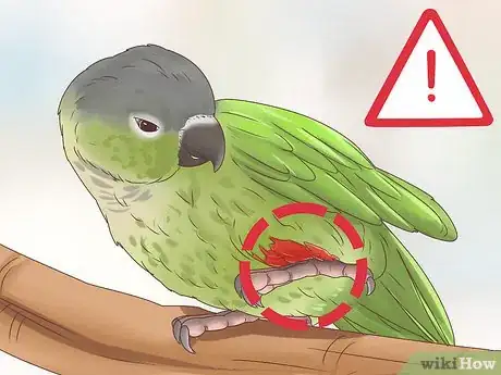 Image titled Spot Signs of Disease in Conures Step 6