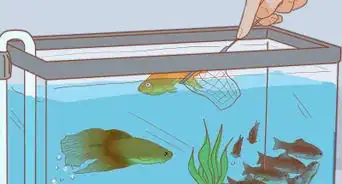 Add Fish to a New Tank