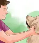 Be a Good Dog Owner