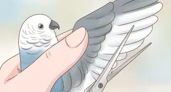 Catch a Bird