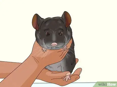 Image titled Catch a Chinchilla Step 8