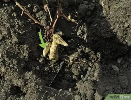 Image titled Dry Peanuts Step 1