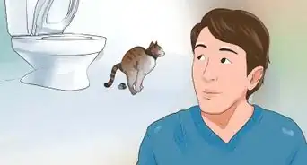 Toilet Train Your Cat