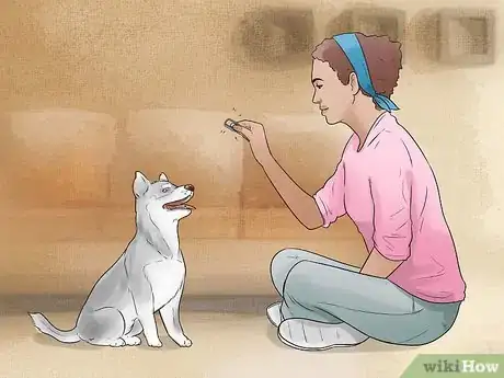 Image titled Train and Care for Your New Siberian Husky Puppy Step 12