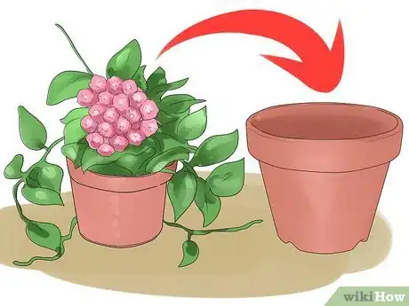 Image titled Care for a Hoya Plant Step 11