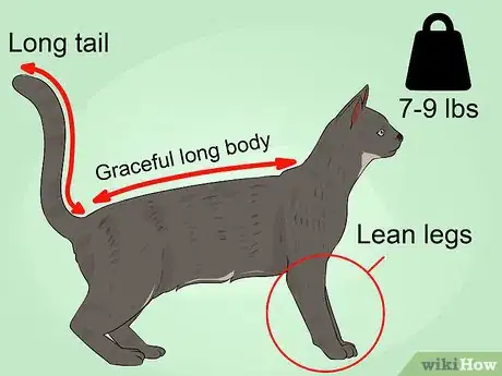 Image titled Identify an Egyptian Mau Step 3