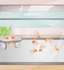 Know How Many Fish You Can Place in a Fish Tank