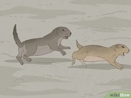 Image titled Why Do Squirrels Chase Each Other Step 5