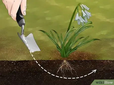 Image titled Get Rid of Onion Weed Step 4