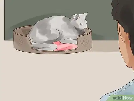 Image titled Know if Your Cat Is Dying Step 9