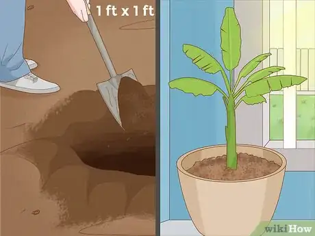 Image titled Grow Banana Plants Step 8