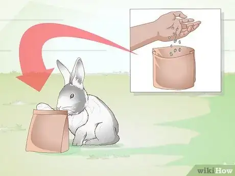 Image titled Exercise Your Rabbit Step 4