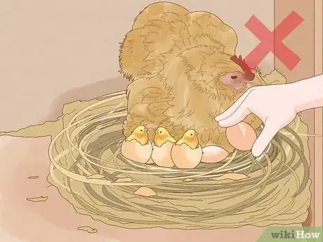 Image titled Hatch Chicken Eggs Step 25