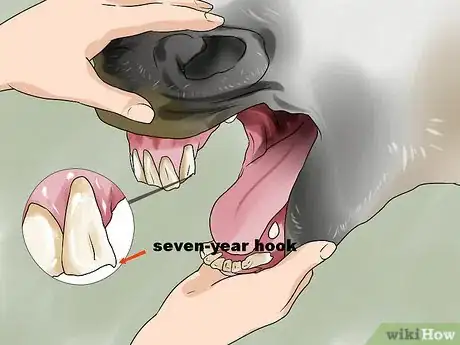 Image titled Tell a Horse's Age by Its Teeth Step 13