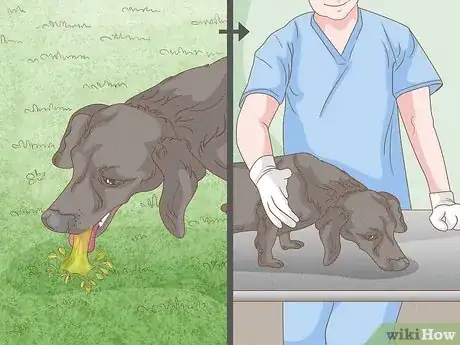 Image titled Get Dogs to Not Eat Rabbit Poop Step 9