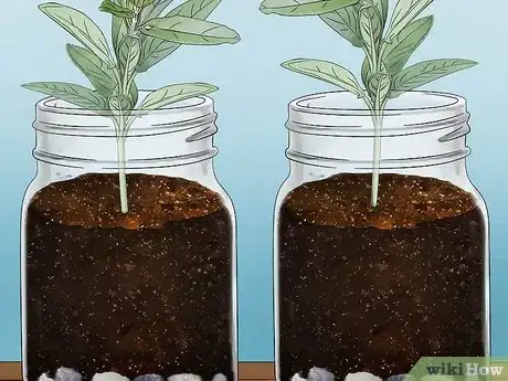 Image titled Build a Mason Jar Herb Garden Step 5