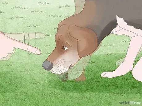 Image titled Get Dogs to Not Eat Rabbit Poop Step 4