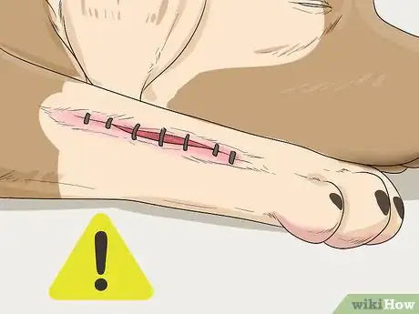 Image titled Help Your Dog Recover from Surgery Step 30