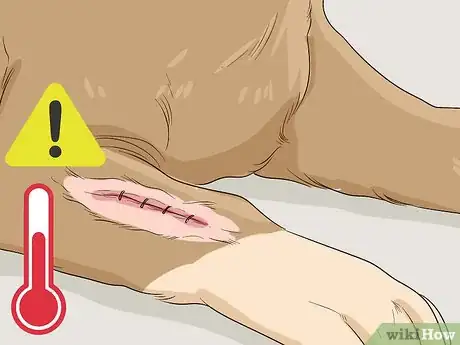 Image titled Help Your Dog Recover from Surgery Step 28