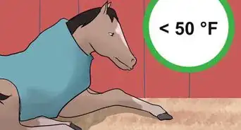 Make a Horse Blanket