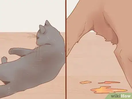 Image titled Take Care of a Mother Cat Before and After Having Kittens Step 11