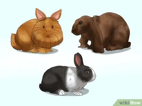 Image titled Buy a Rabbit Step 11