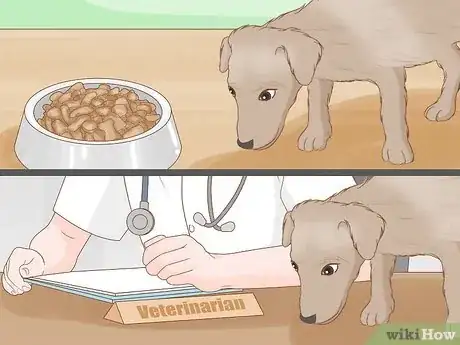 Image titled Get a Dog to Eat Step 6