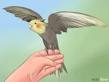 Image titled Buy a Pet Cockatiel Step 4