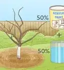 Prune Citrus Trees