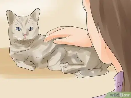 Image titled Know if Your Cat Is Dying Step 1