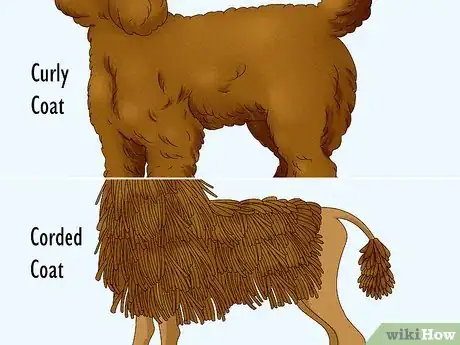 Image titled Identify a Poodle Step 7