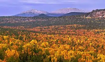 Forest around mount Yamantau