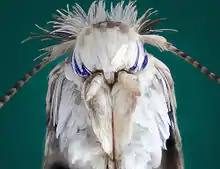 Closeup of a common clothes moth