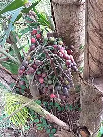 Fishtail palm fruits