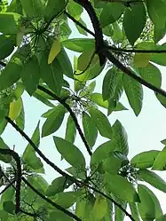 Leaves of Dendrocnide meyeniana