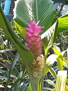 The pink bracts of Curcuma petiolata.