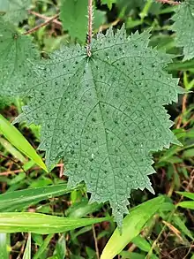 The dotted bumps on the leaves could be cystolith?