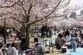 Cherry blossom viewing, Himeji Castle, 2009