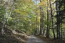 Wooded road near Charles Mill Lake