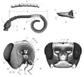 Morphology of the head and its processes: (А) head capsule; (В) antenna; (С) mandible