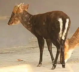 Black Muntjac