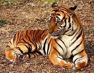 South China Tiger