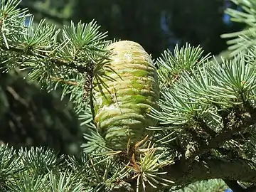 Cedrus deodara forms short shoots (from buds) along the long shoots.