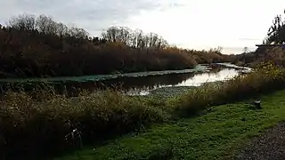 The Mercer Slough, about 1 mile (1.6 kilometres) upstream from its terminus at Lake Washington