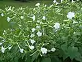 A four o'clock plant in full bloom.